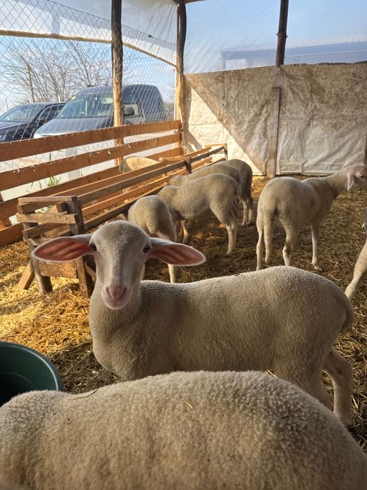 Mieoare rasă pură Lacaune