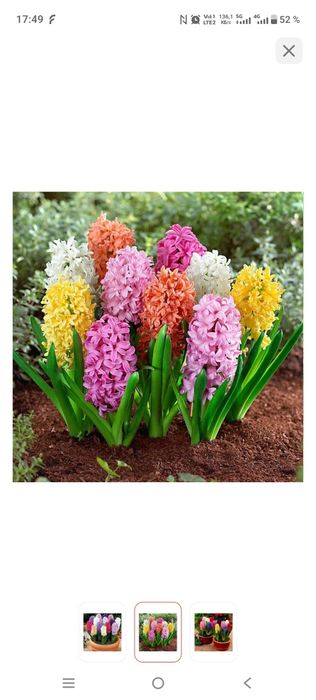 Гиацинты , оптом и в розницу