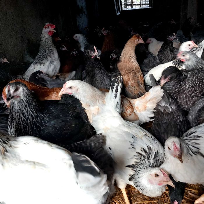 Vând puicute ouă "Dominante"