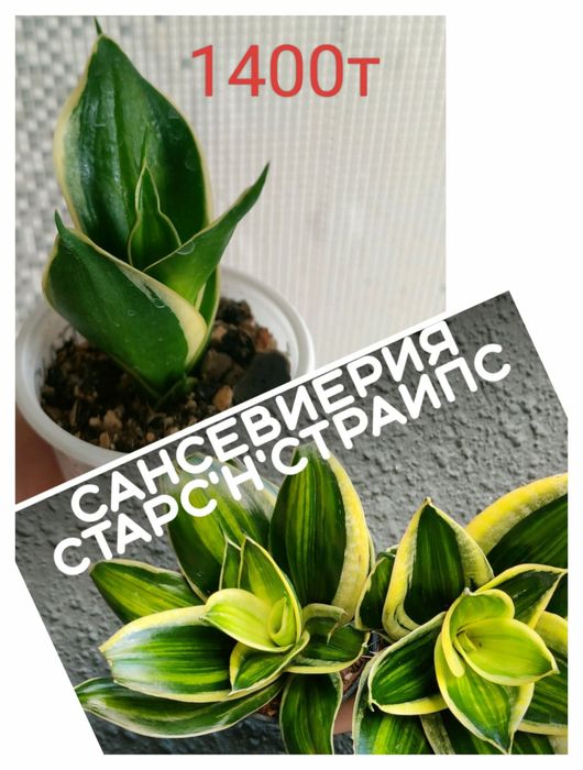 Сансевиерия 1400т на ватсап писать