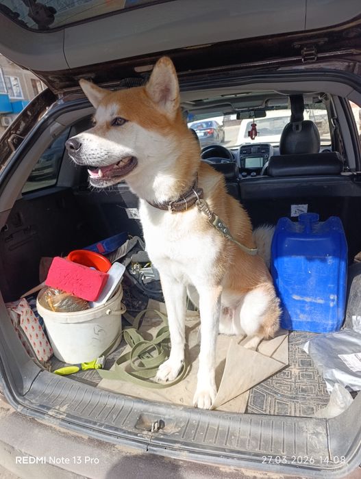 Ищем подружку для нашего мальчика