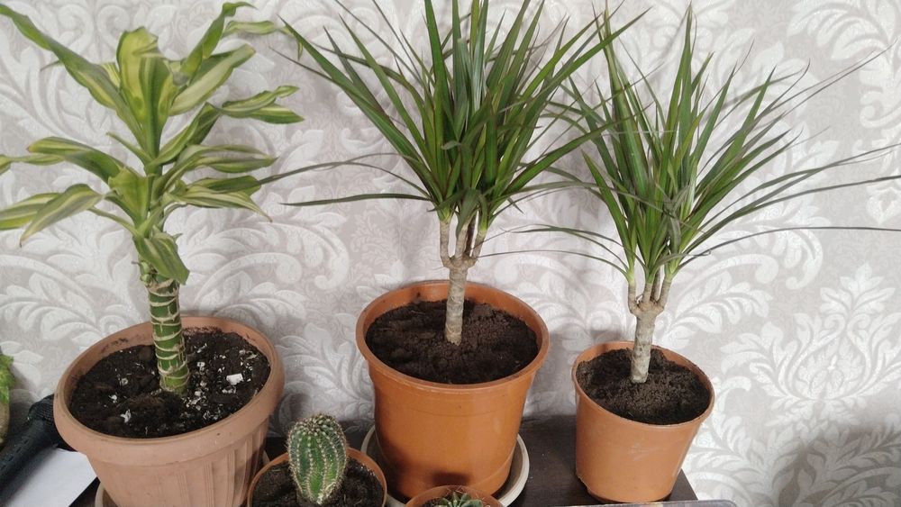 Продам цветы  комнатные адаптированые