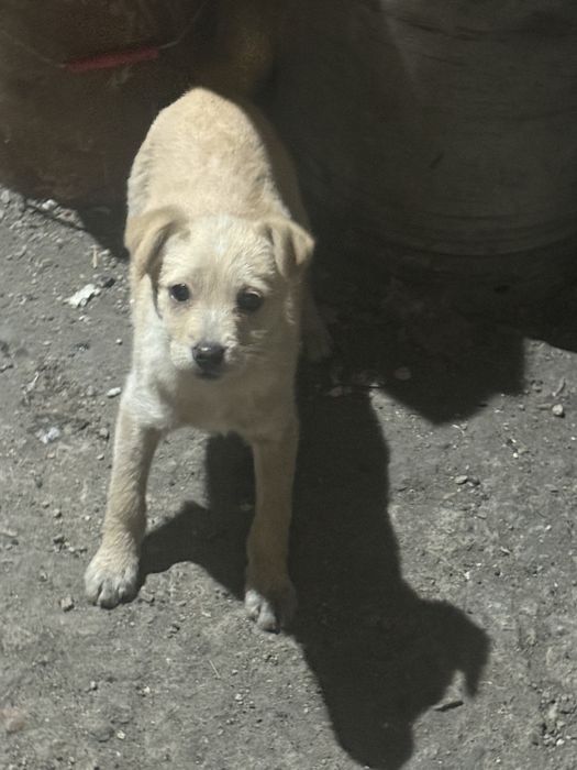 Отдам щенят в добрые руки