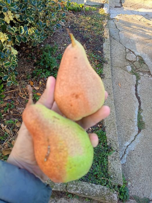 Продавам круши попки