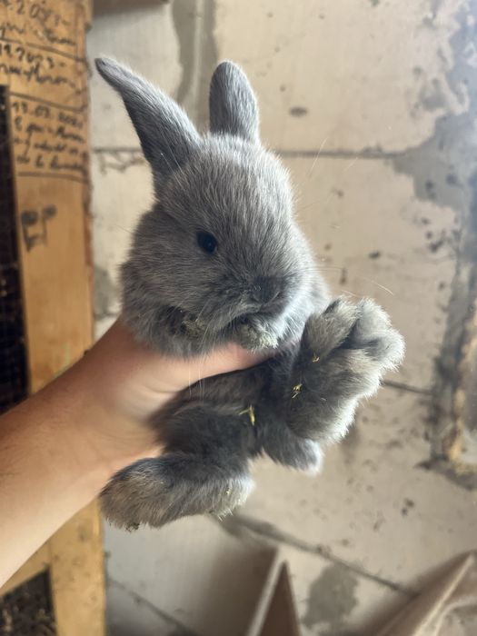 Iepurași Holland Lop ( berbec pitic)