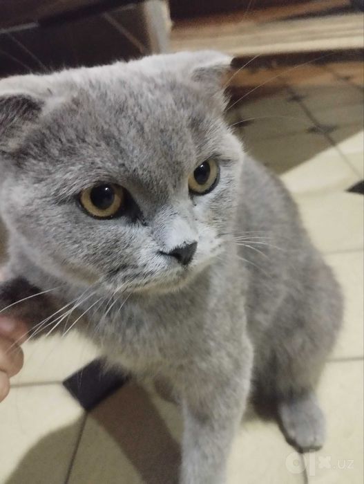 Scottish fold, kulrang, qiz bola, 4-5 oylik