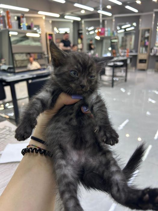 Отдаются котята бесплатно