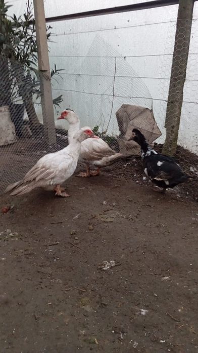 Vând rațe 180 lei toate sau 70 de lei bucata si 90 rățoiul