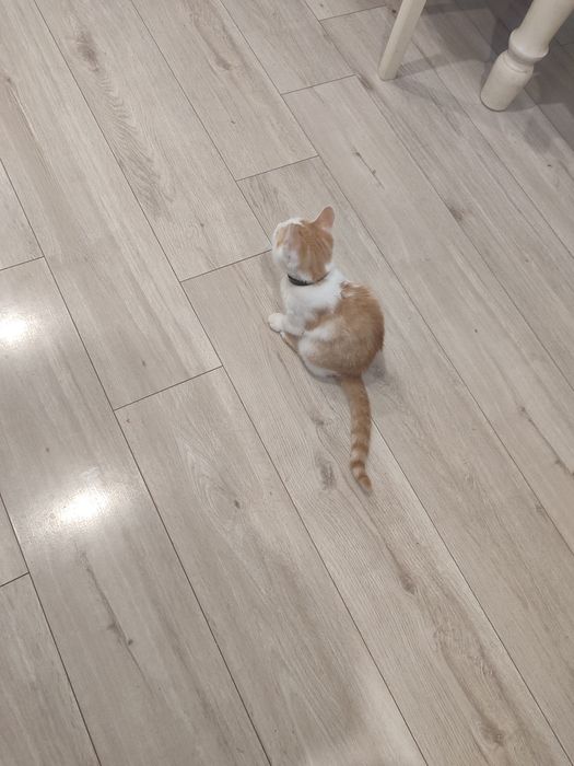 Отдам в добрые руки котенка