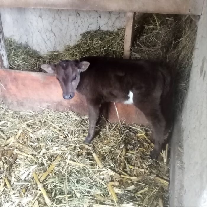 Бұзаулы сиыр сатылады .