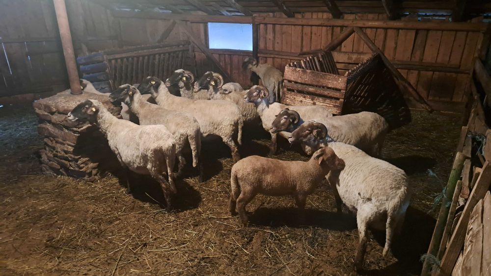 Oi de vanzare ‼️‼️