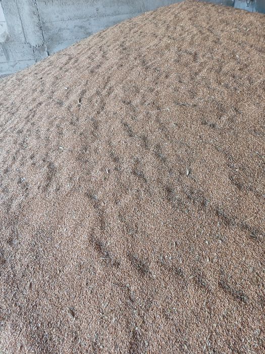 Ovăz  și  porumb de vânzare