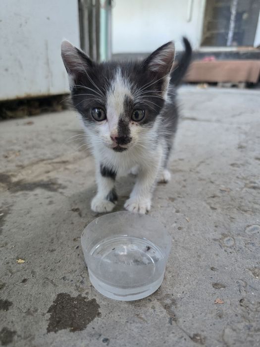 Отдадим котят в хорошие руки