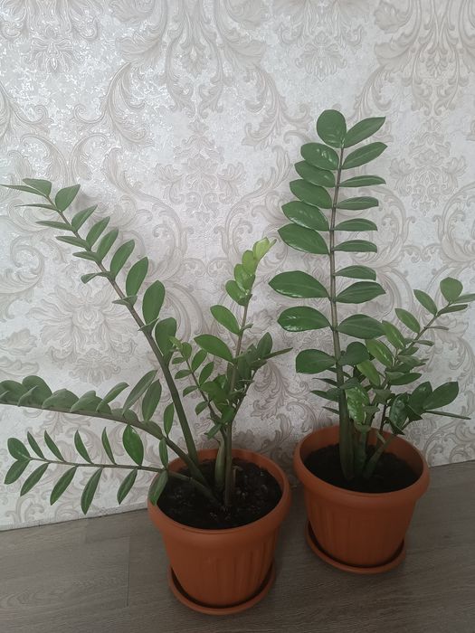 Доллоровые деревья- замиокулькас