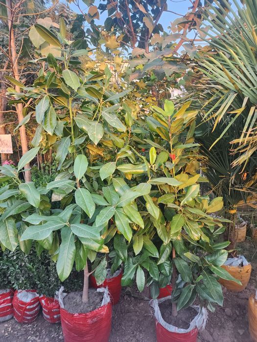 Xar xil turdagi kuchatlar bor boshlangʻich narx 70 mingdan