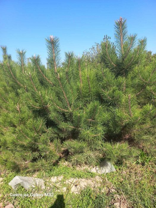 Сосна арча кучатлари сотилади