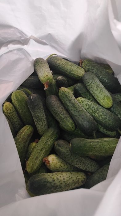 Продам огурцы свежие