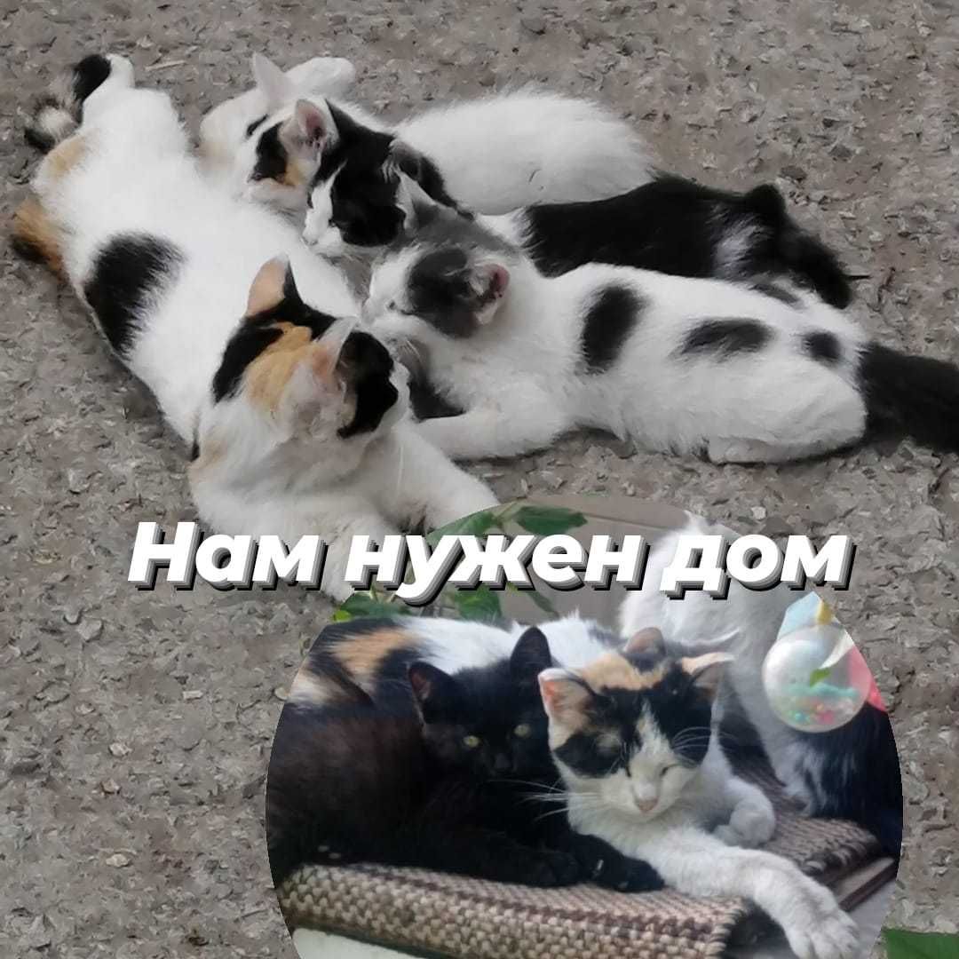 Котятам нужен дом!: Бесплатно - Кошки Рудный на Olx