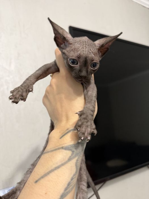 Котенок канадский сфинкс
