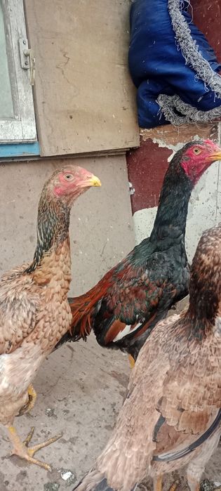 Продам Дакан срочно