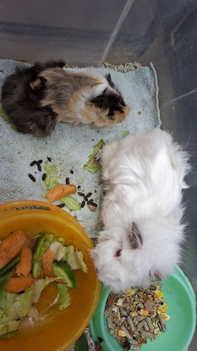 Продаю морские свинки