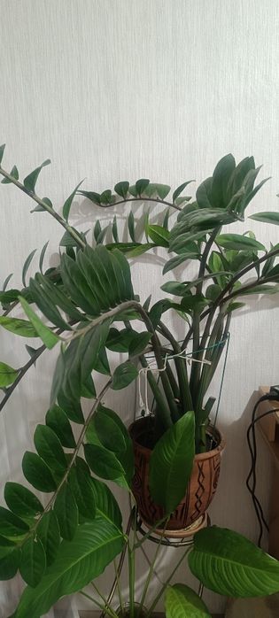 Продам долларовое дерево