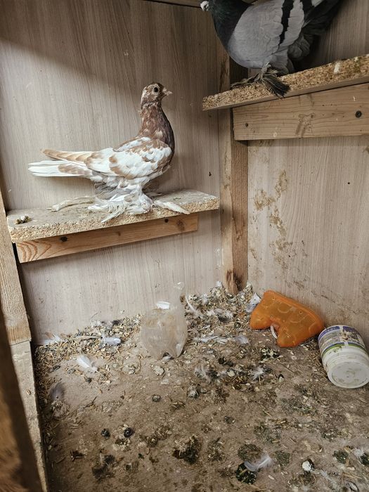 Гульсар,капканы по 5000 шт