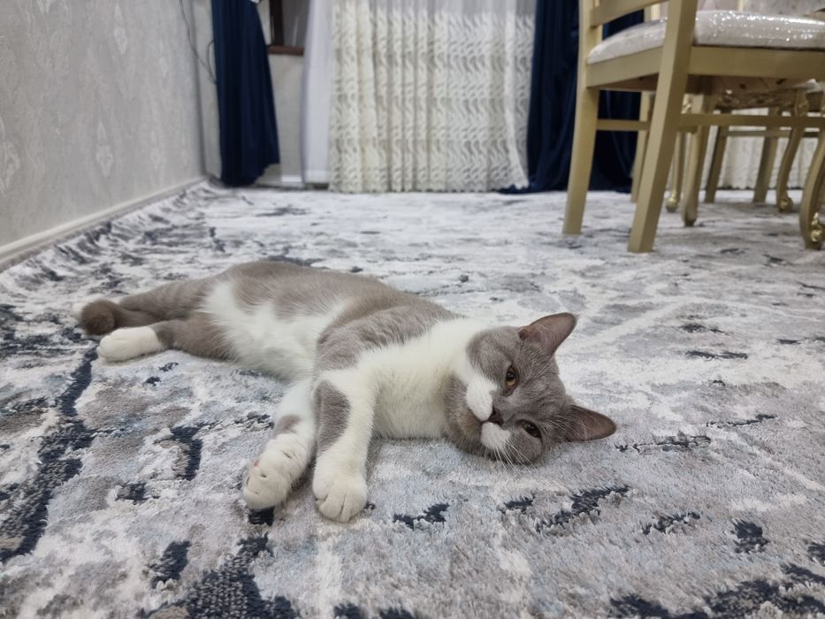 Mushuk scotish stright