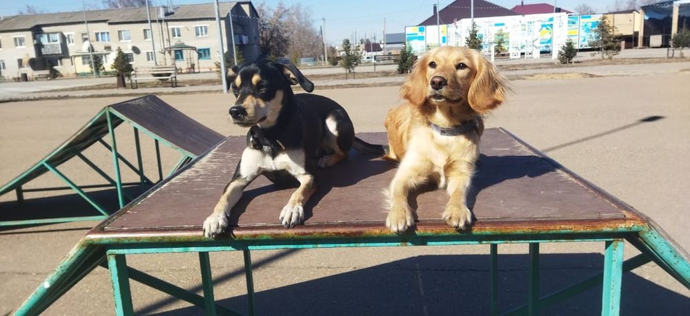 Пропала Собака, Гера