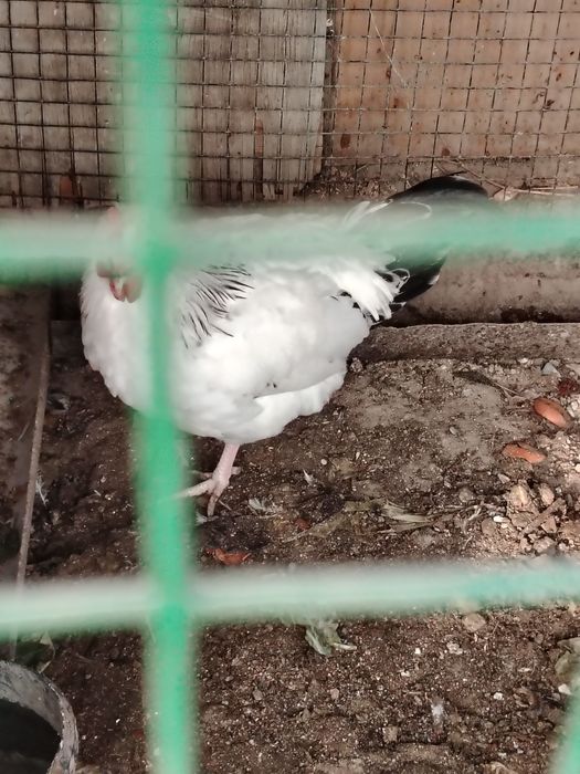 Петухи молодые продаам или обмен