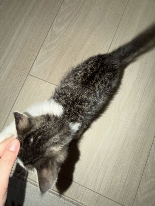 Котенок 3-4 недели