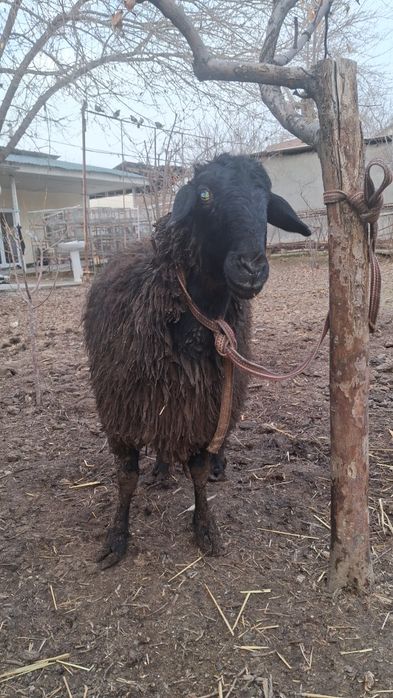 Bugʻoz Quy Sotiladi