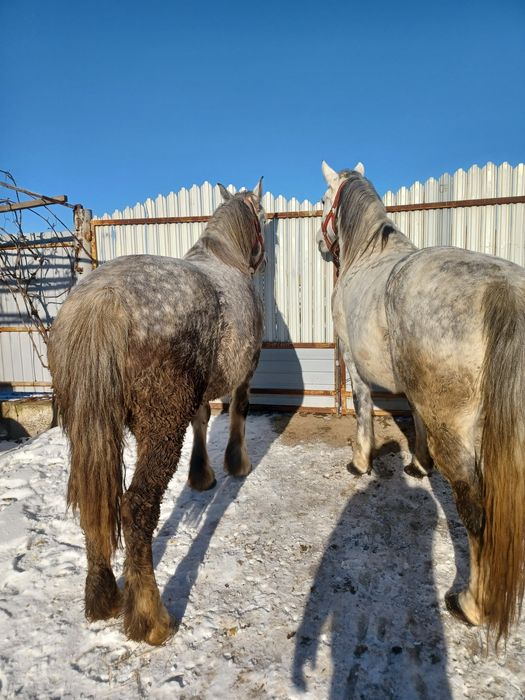 Vând 2 iepe jud.Neamț