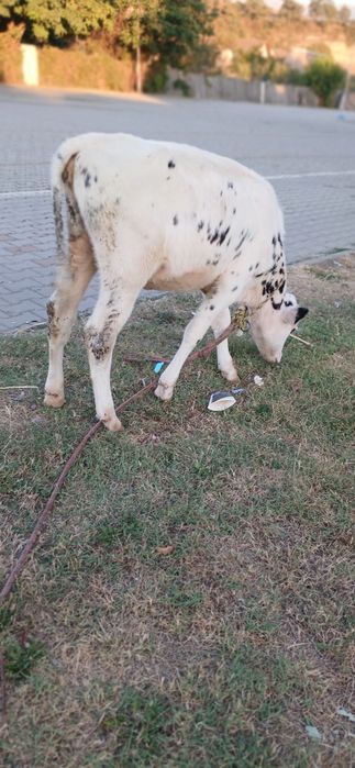 Vând vița de 3 luni