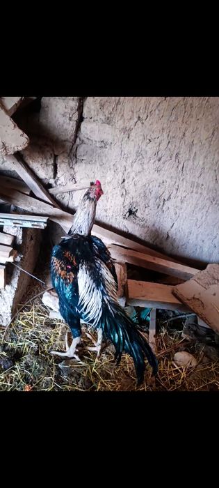 Дакан кораз  цена 25.000