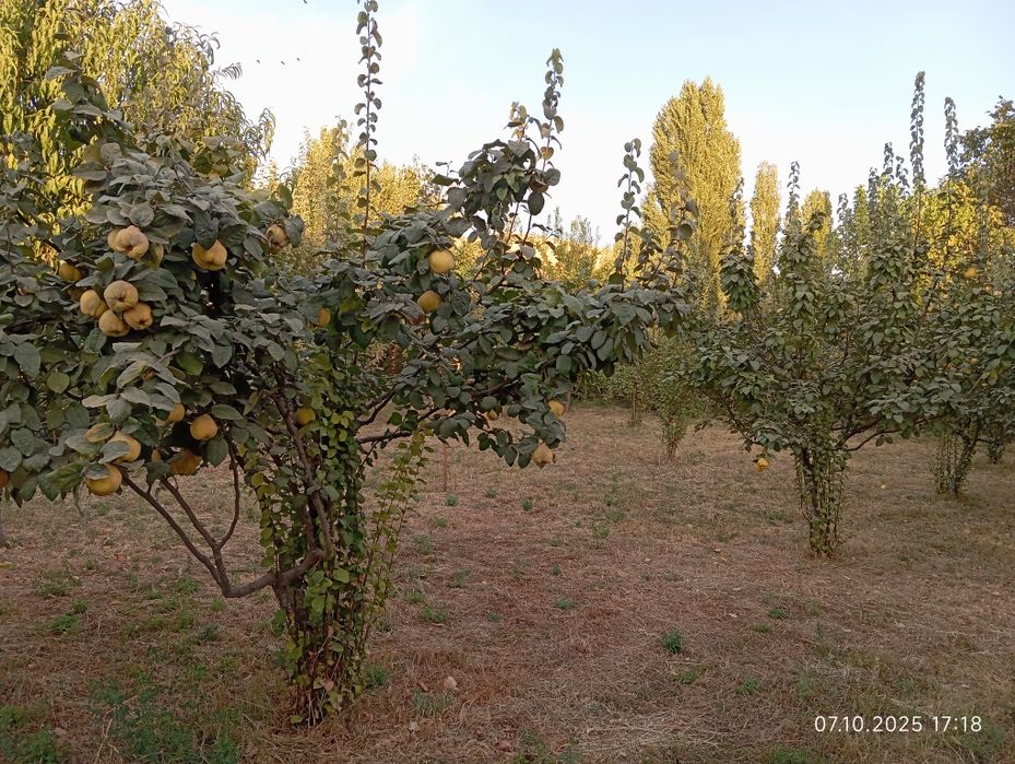 Бустонлик туманида 20 сотих уй сотилади.Булип сотиш варианти хам бор!
