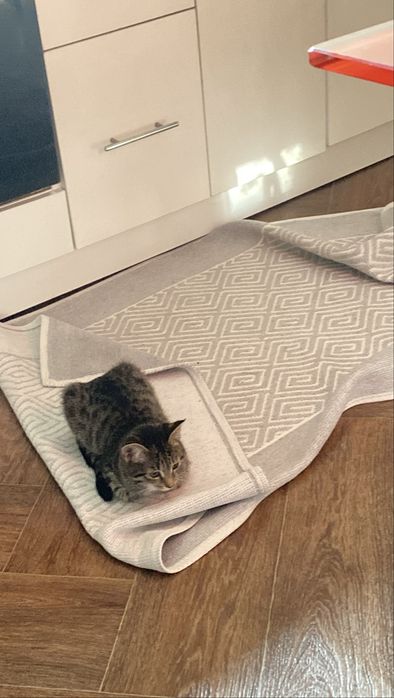 Отдаю котенка девочка