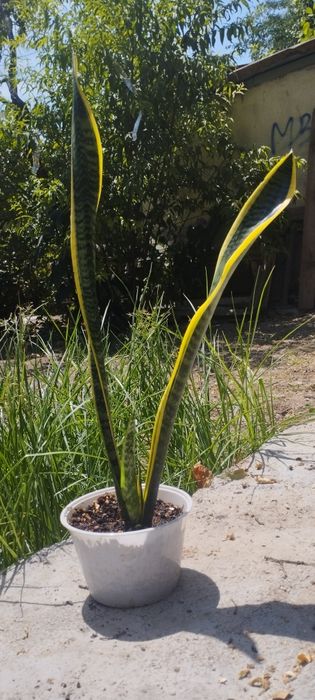 Разные Домашние цветы