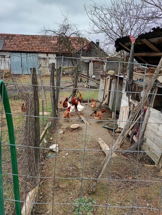 Vând gaini ouatoare