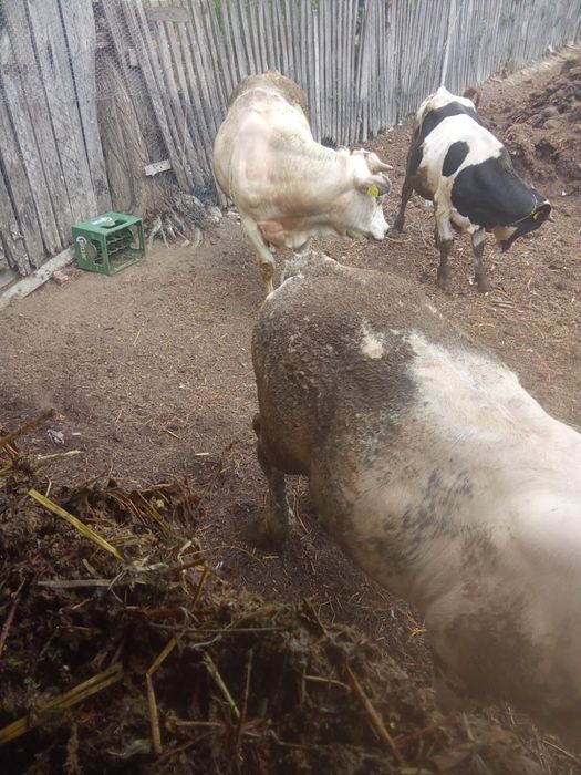 Vand 3 vitei ,2 albastri belgieni si un holstein