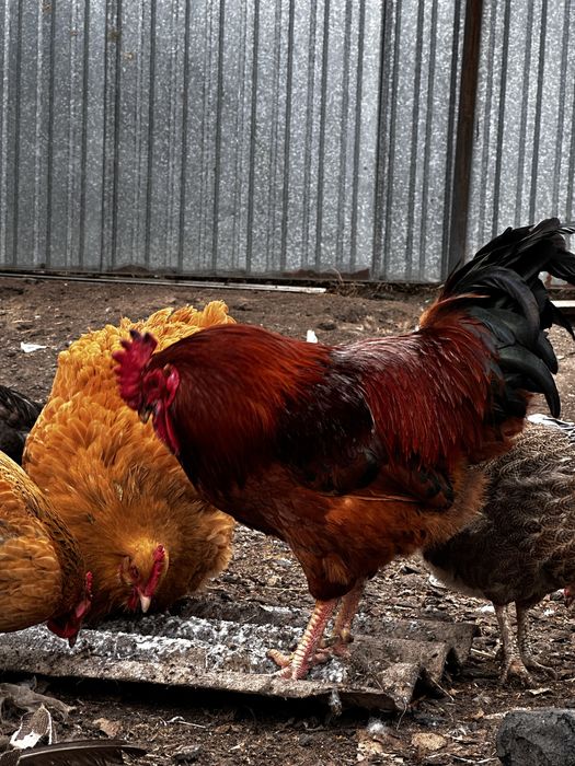 Продам яйца на инкубацию кур