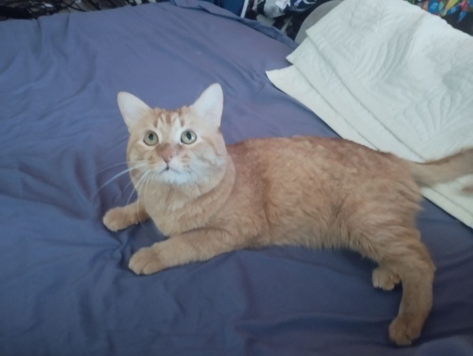 Подарю котенка MR GRI