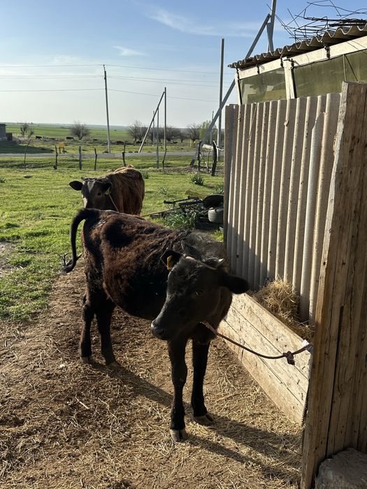 Бұзау сатылады Шымкент срочно