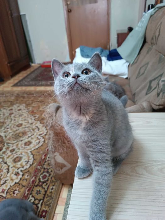 Вислоухие котята