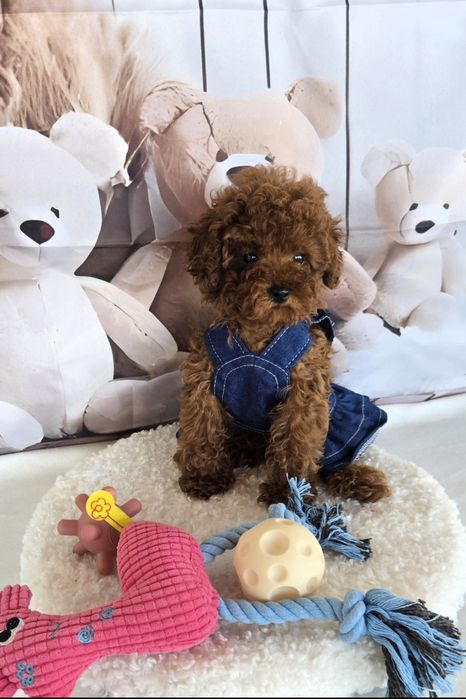 Пудел той/ пудел тийкъп с родословие