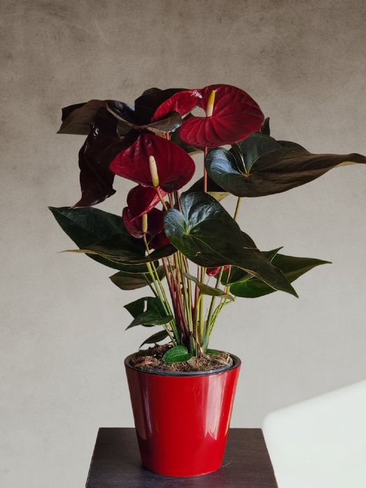 Антуриум  (Мужское Счастье) орхидея цветы гуллар орхидеи