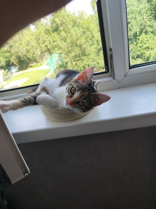 Отдам в хорошие руки