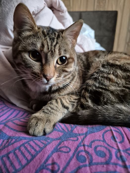 Отдам молодую кошку