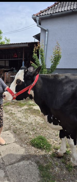 Vând holstein zzz