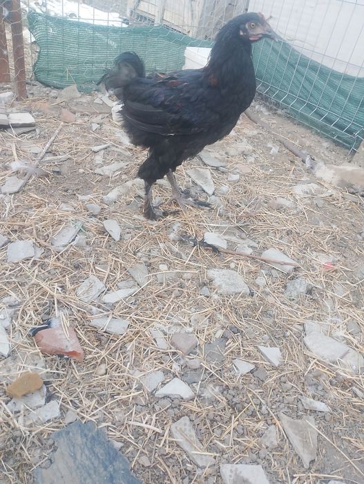 Disponibili cocoșii